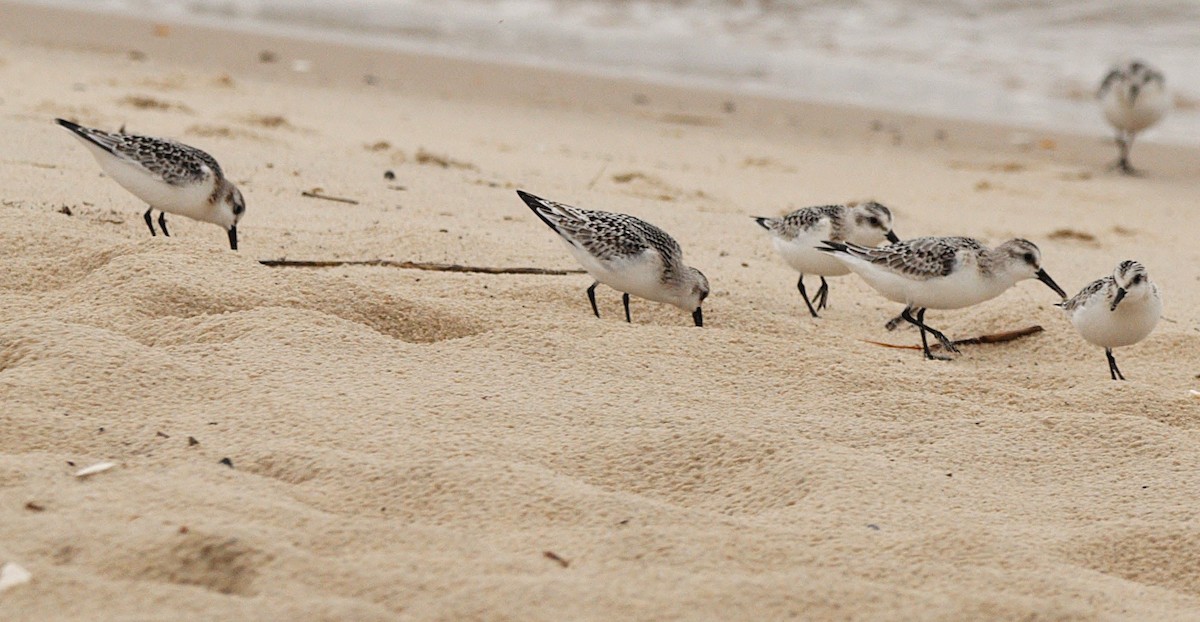 Sanderling - ML645990550