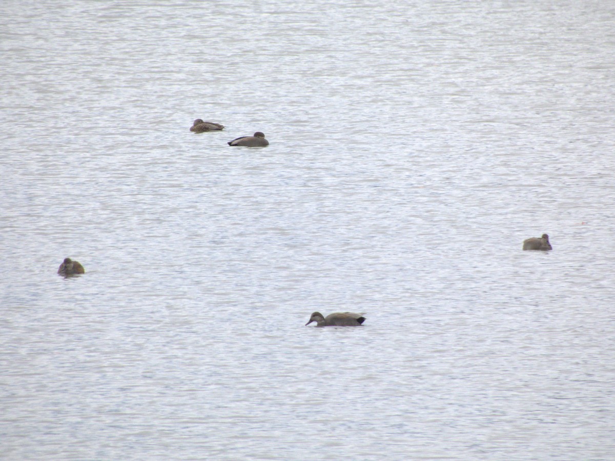 オカヨシガモ - ML645990553