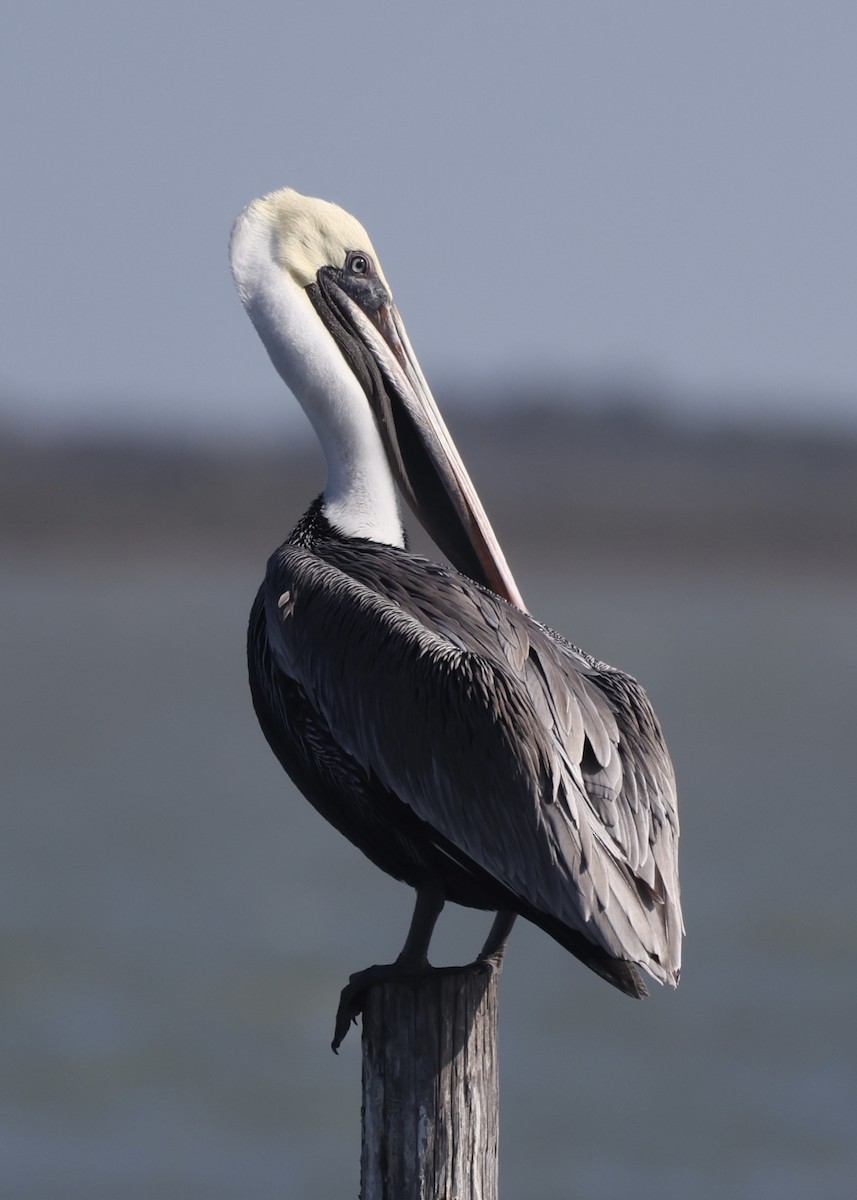Brown Pelican - ML645990559