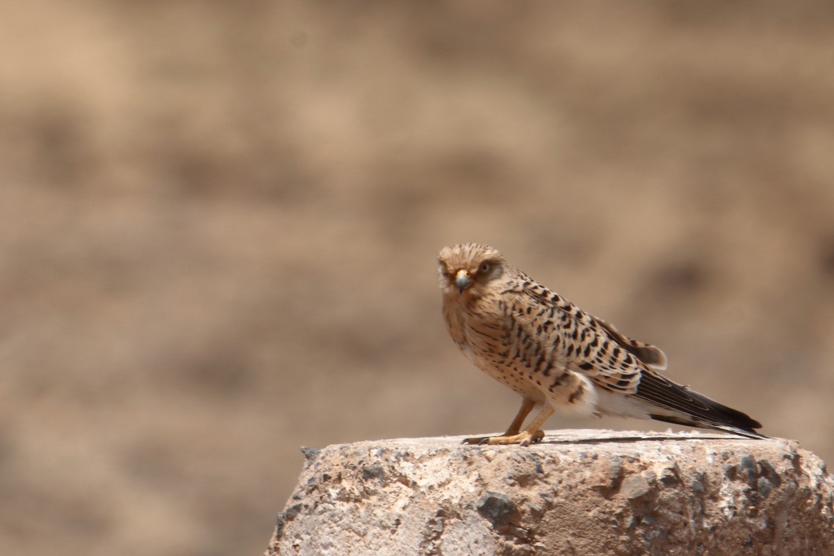 Cernícalo Ojiblanco - ML645990569