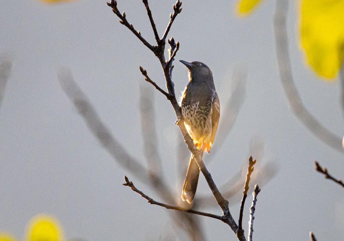 Red-vented Bulbul - ML645990570