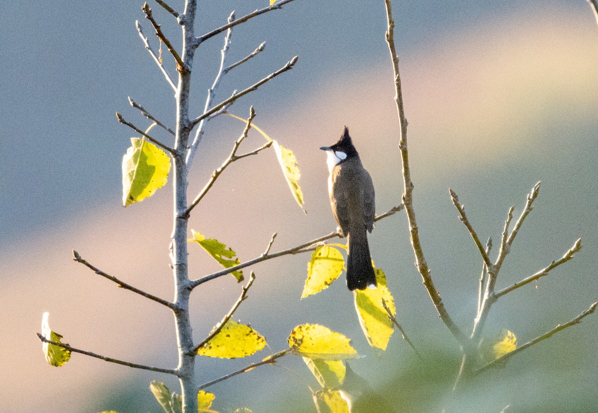 בולבול אדום-שת - ML645990571