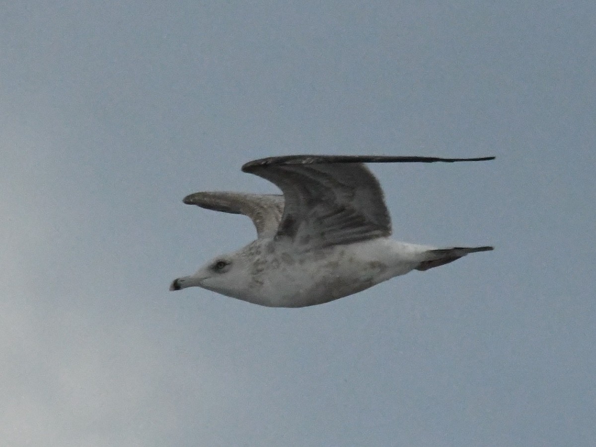 American Herring Gull - ML645990576