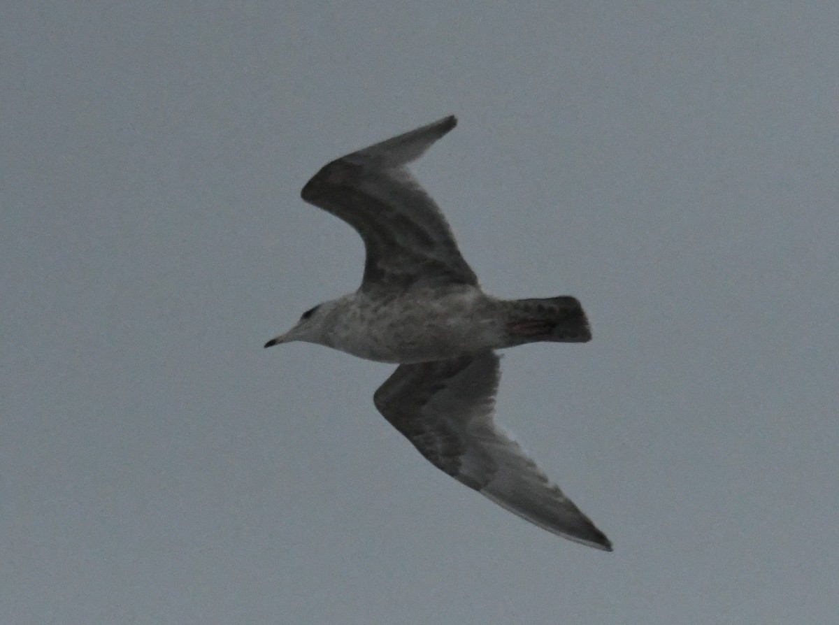 American Herring Gull - ML645990577