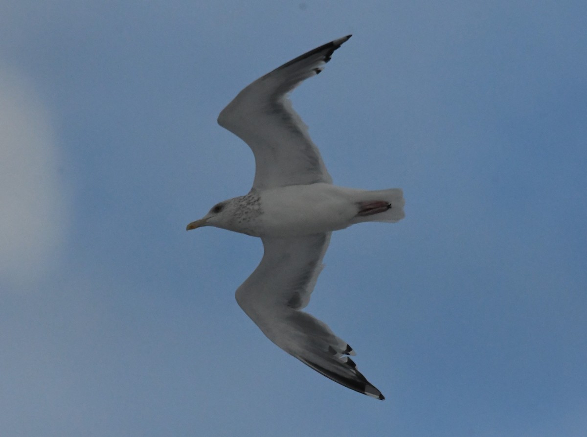 American Herring Gull - ML645990578