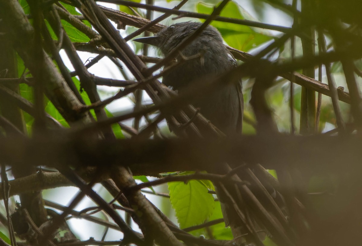 Бразильская муравьянка - ML645990582