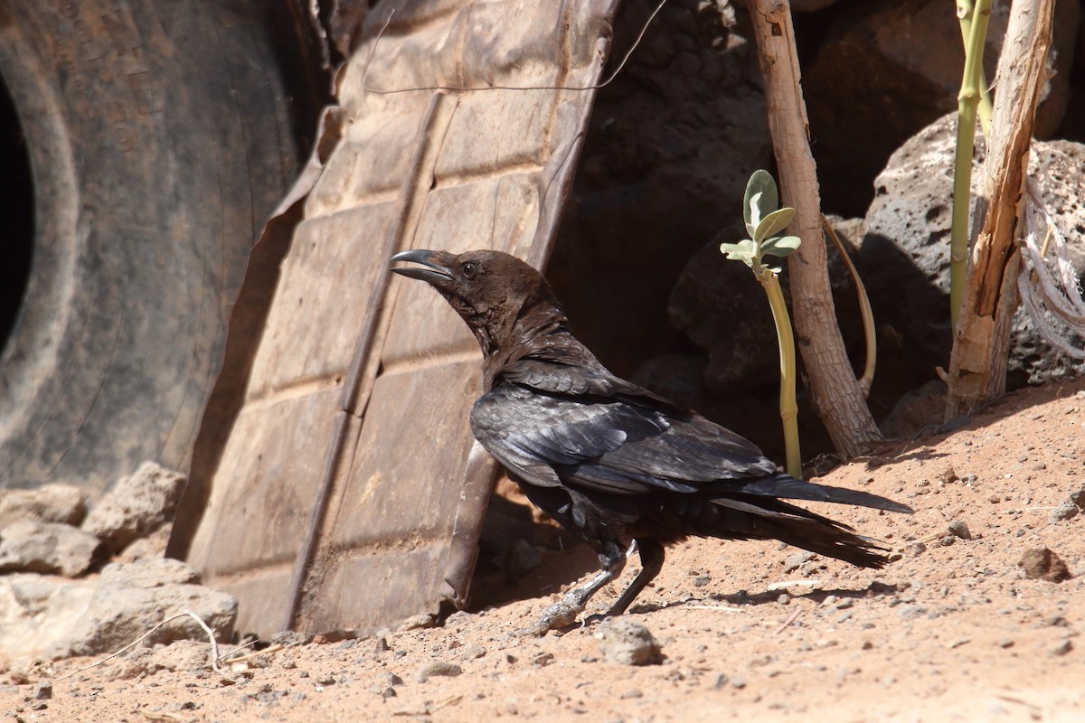 somalikråke - ML645990593