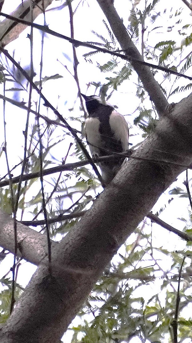 Asian Tit - ML645990596