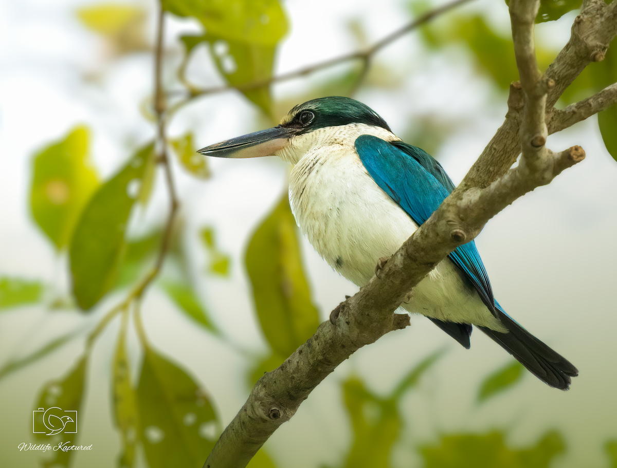 שלדג צווארון - ML645990607