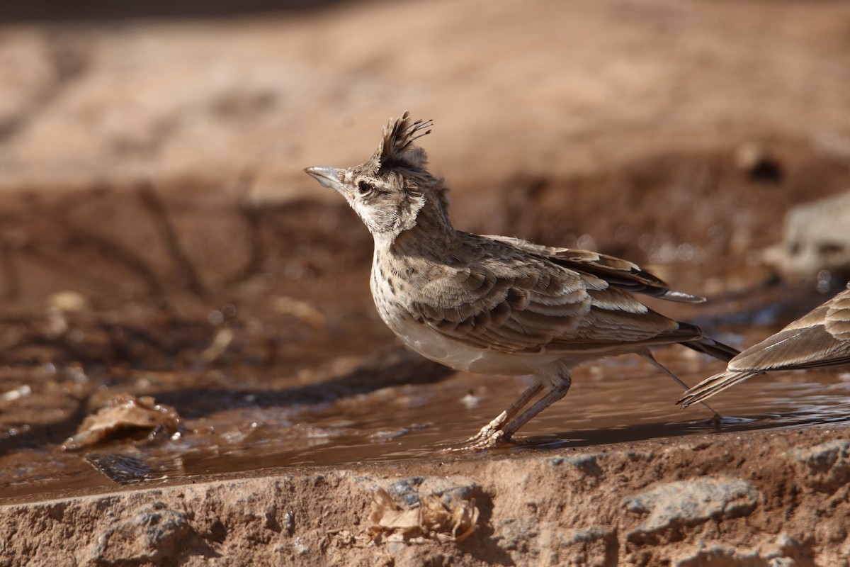 עפרוני מצויץ (מצויץ) - ML645990612