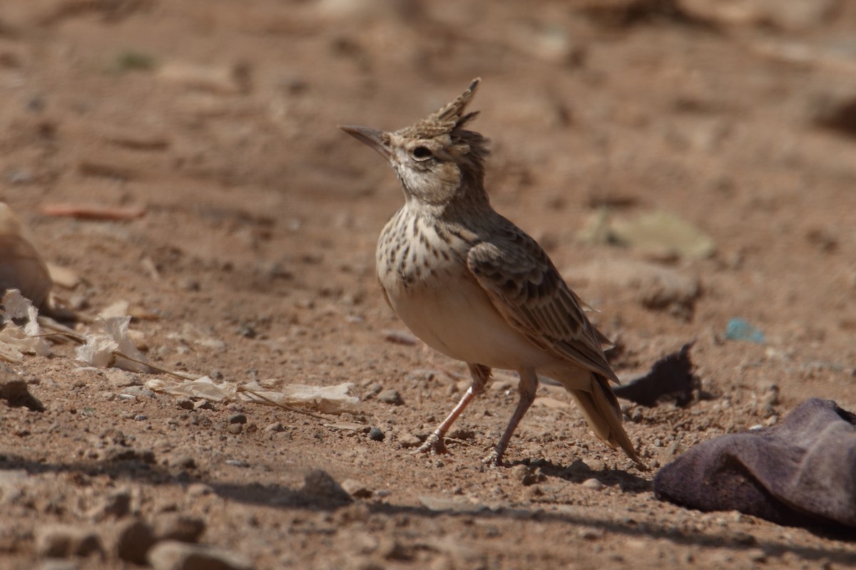 עפרוני מצויץ (מצויץ) - ML645990613