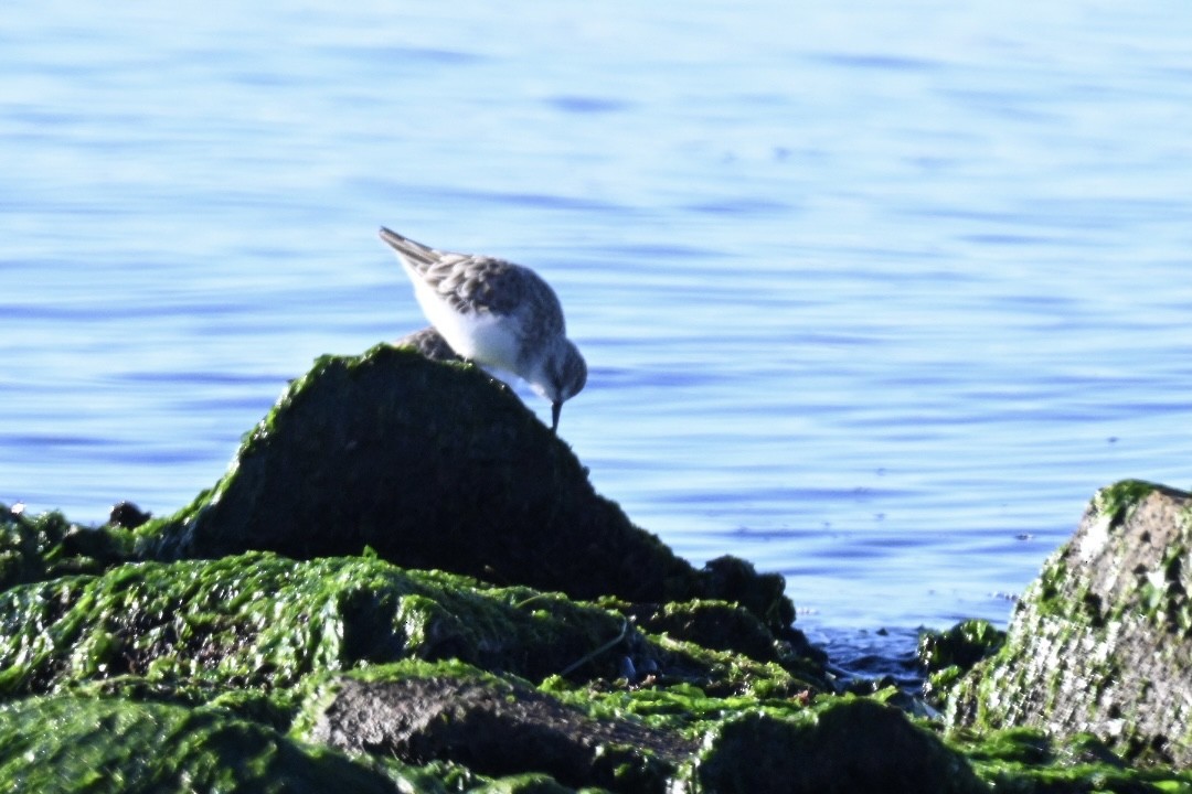 חופית קטנה - ML645990615