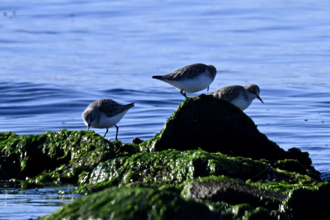 חופית קטנה - ML645990616