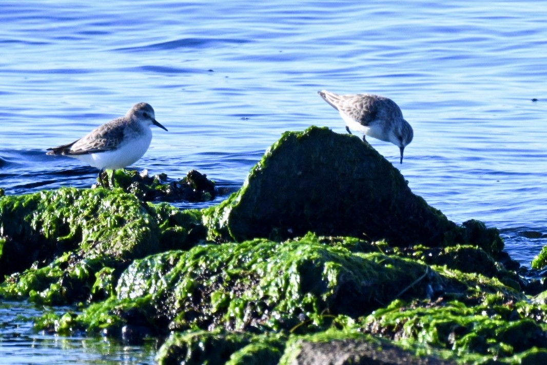 חופית קטנה - ML645990617