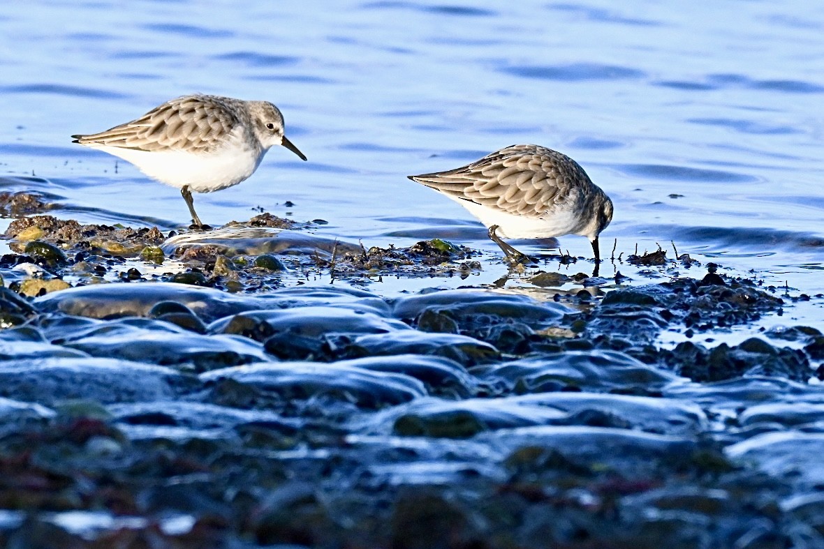 חופית קטנה - ML645990618