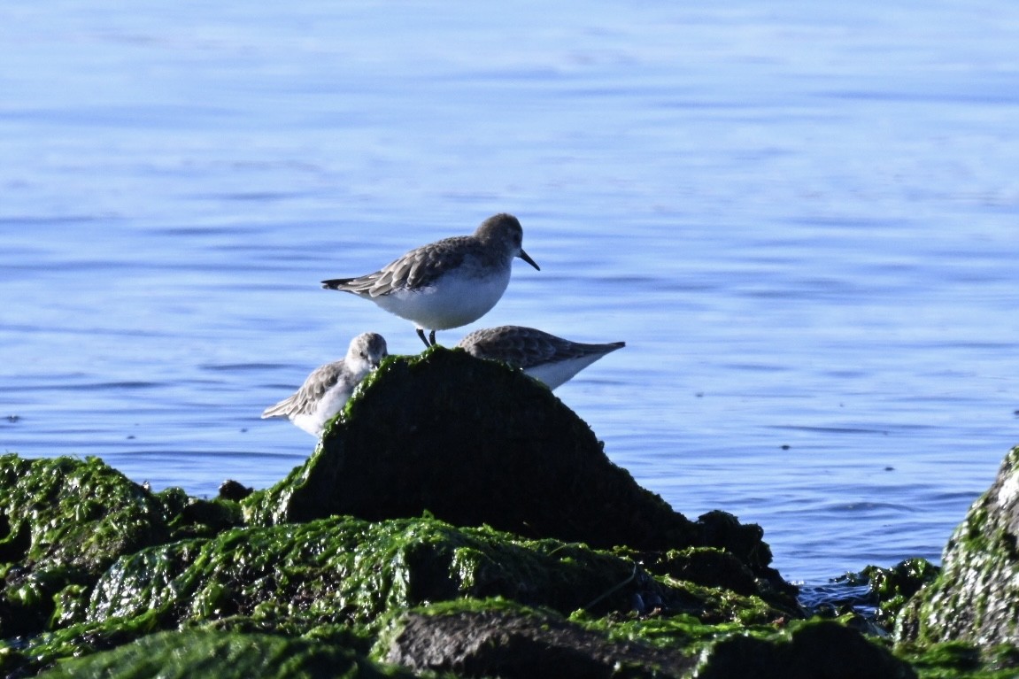 חופית קטנה - ML645990619