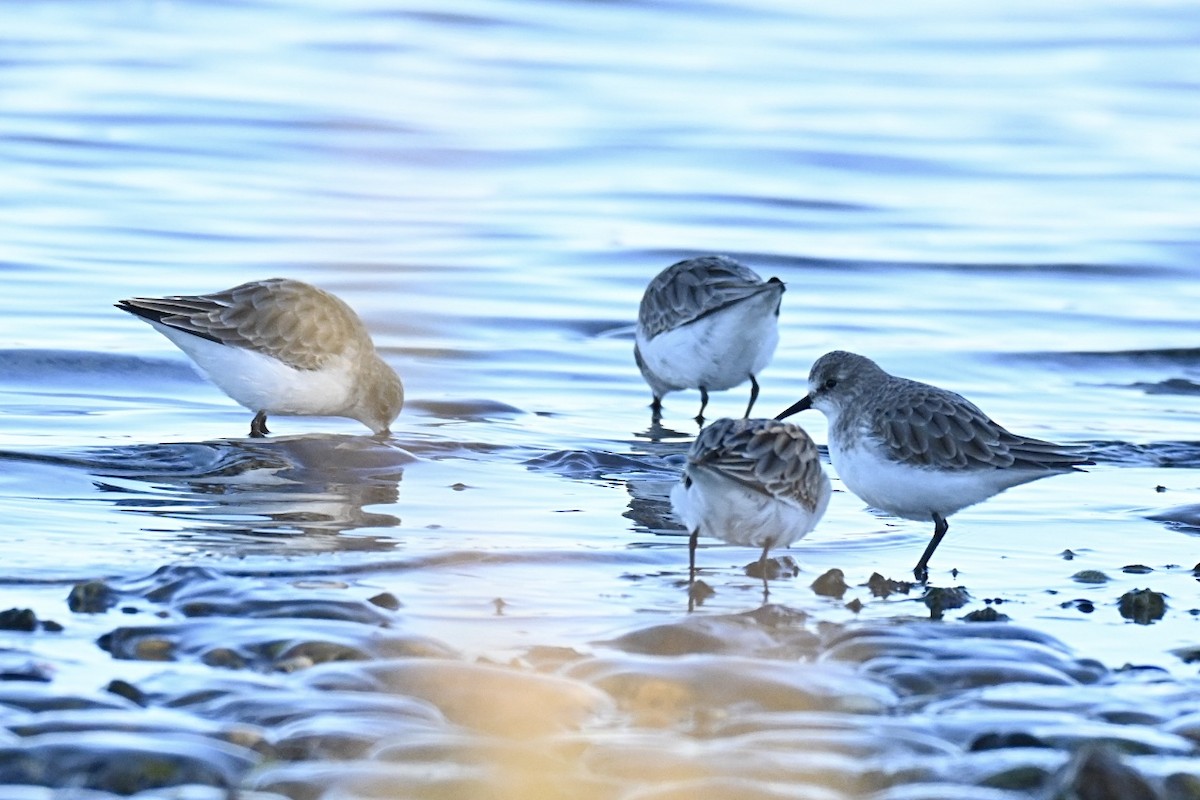 חופית קטנה - ML645990620
