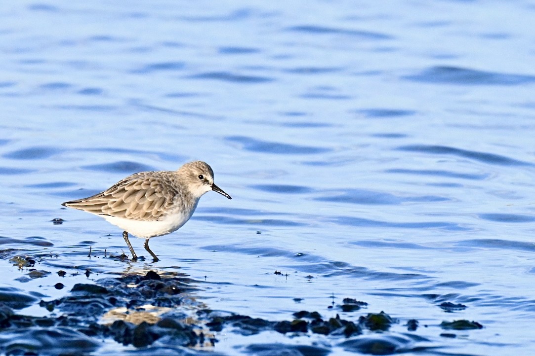 חופית קטנה - ML645990621