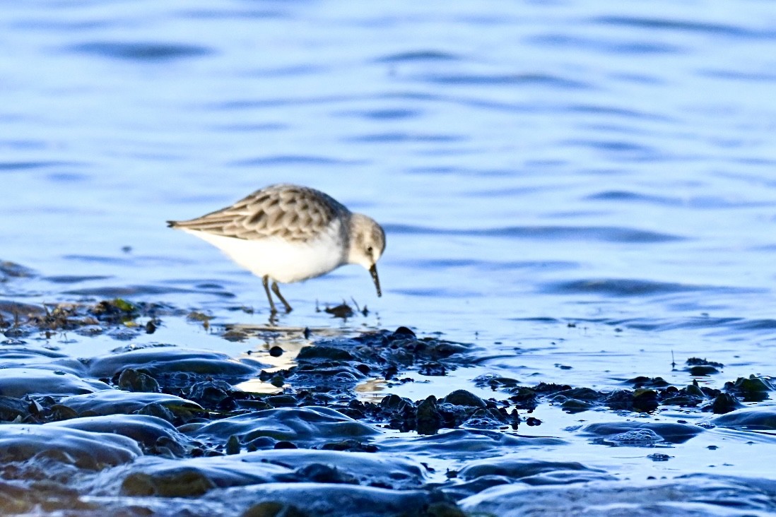 חופית קטנה - ML645990622