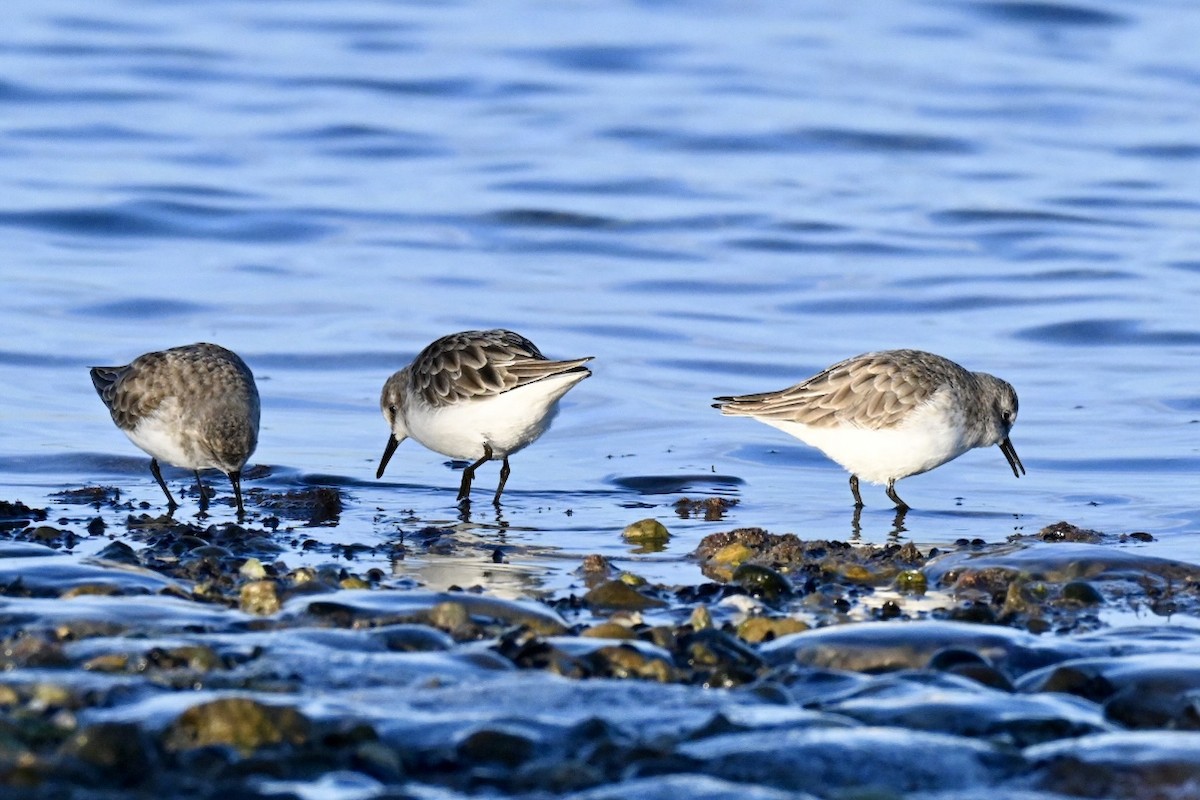 חופית קטנה - ML645990623