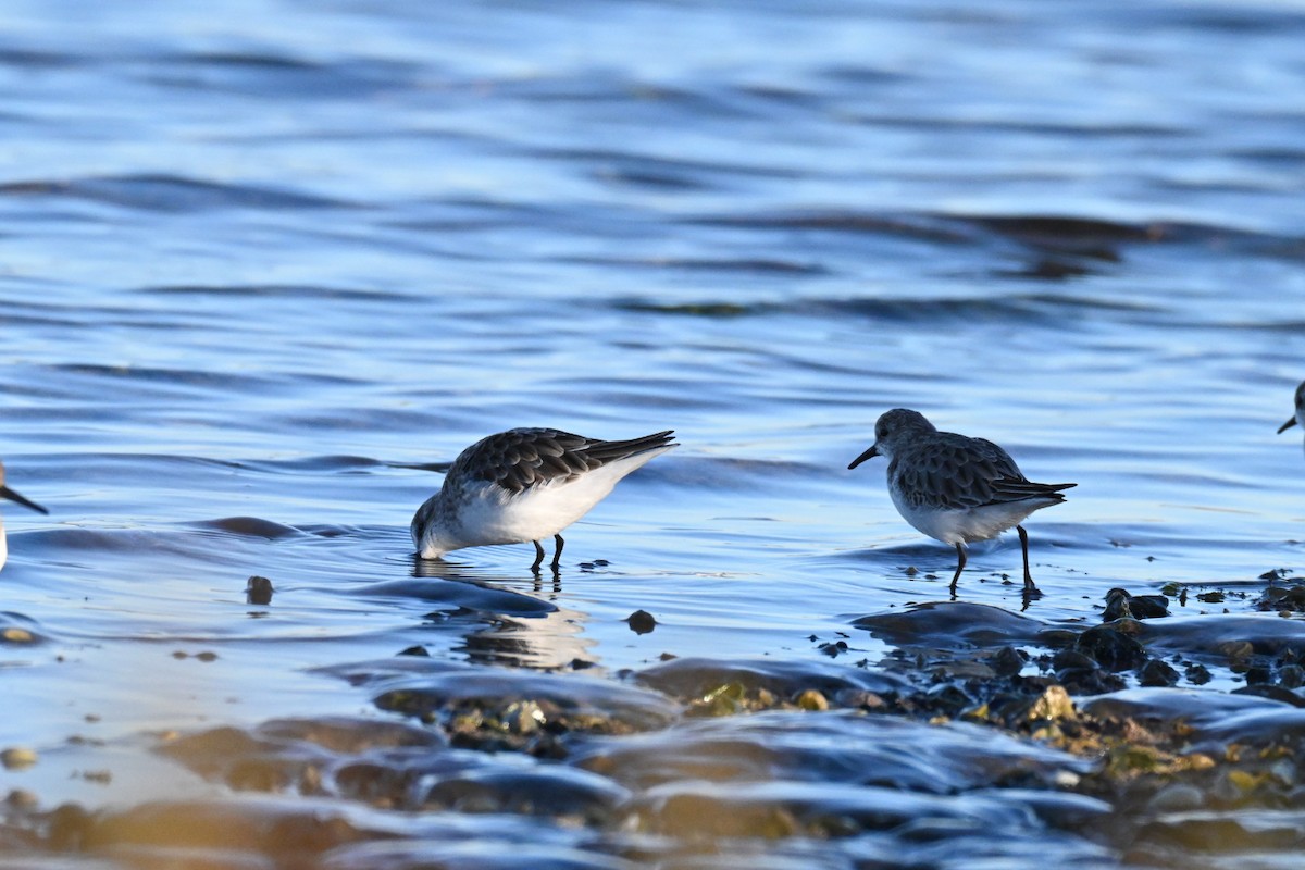 חופית קטנה - ML645990624