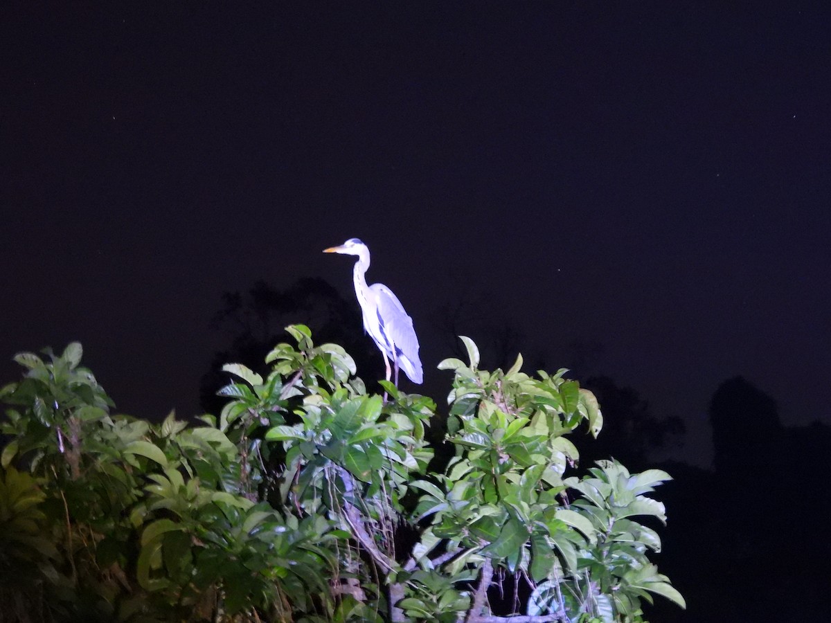 אנפה אפורה - ML645990625