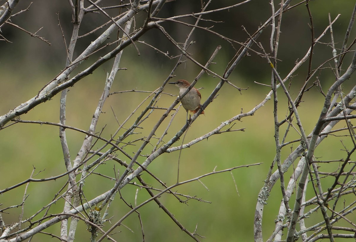 Yellow-chinned Spinetail - ML645990626