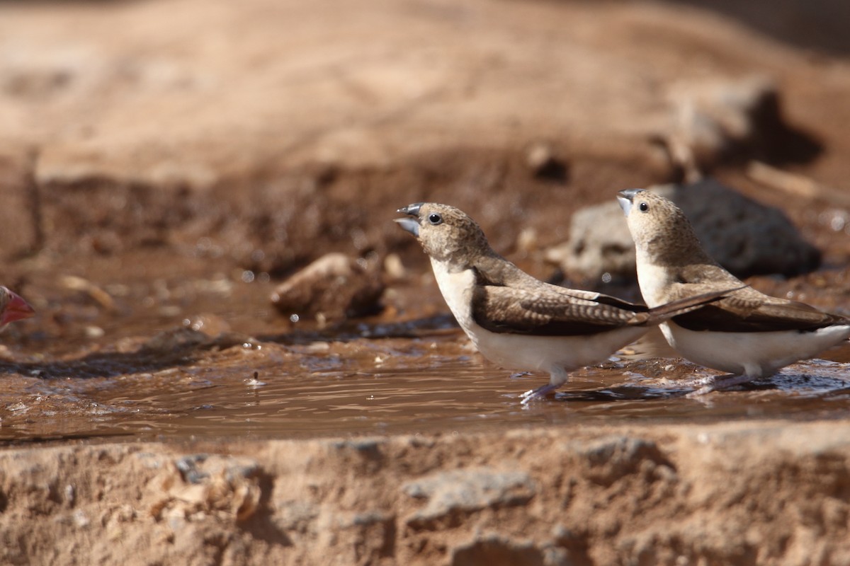 כסוף-מקור אפריקני - ML645990627
