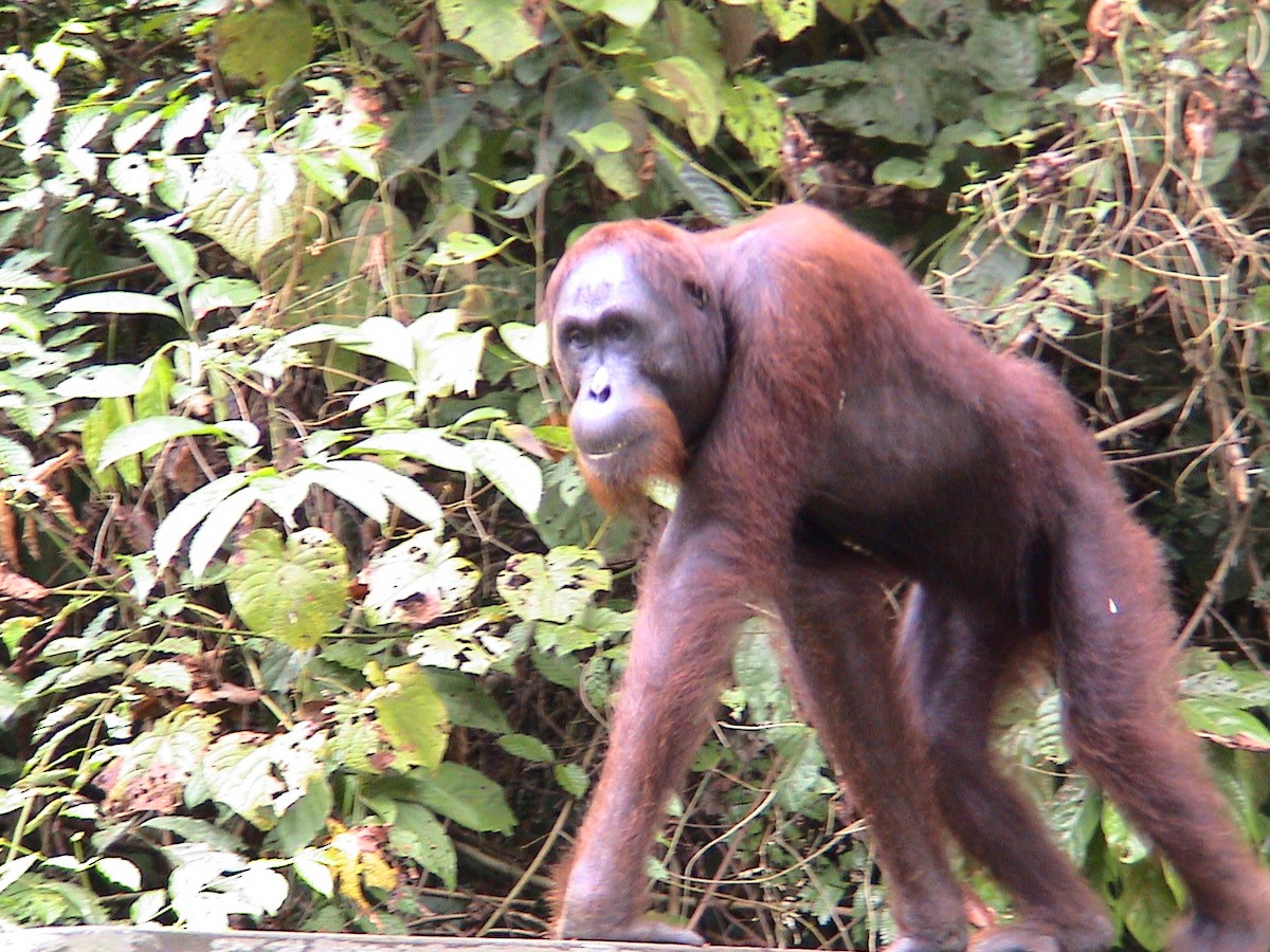 Bornean Orangutan - ML645990636