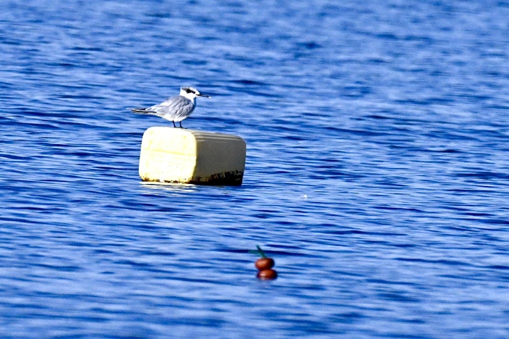 שחפית שחורת-מקור - ML645990637