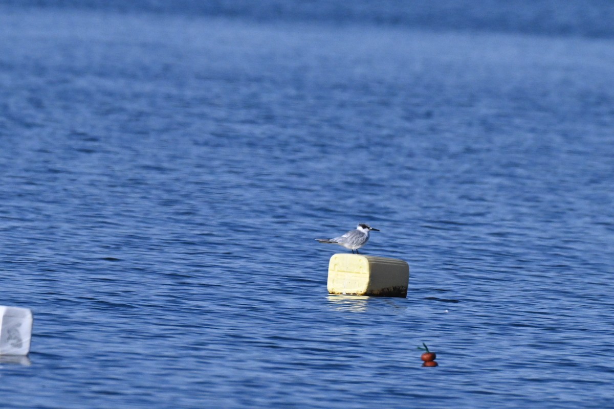 שחפית שחורת-מקור - ML645990638