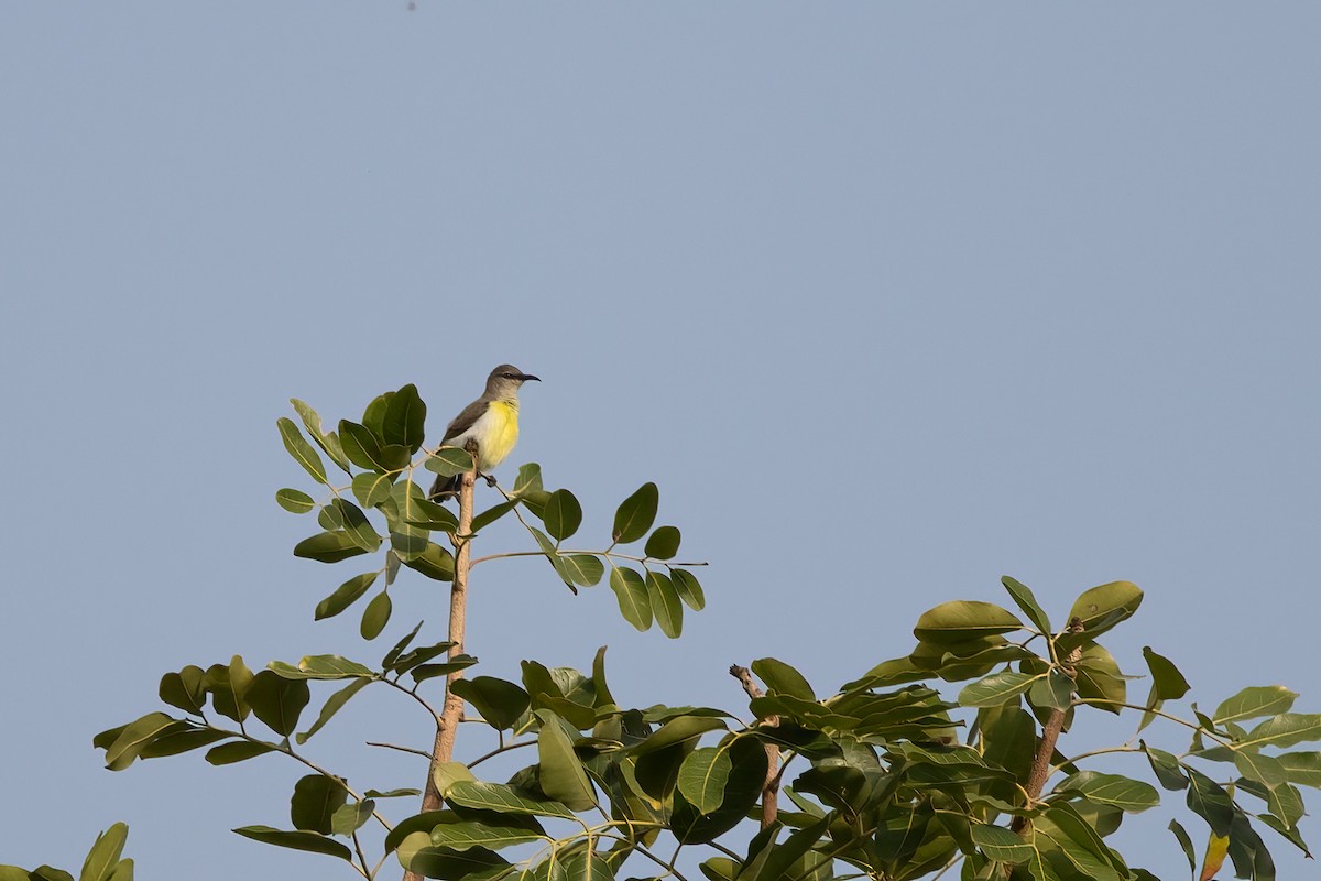 Purple-rumped Sunbird - ML645990641