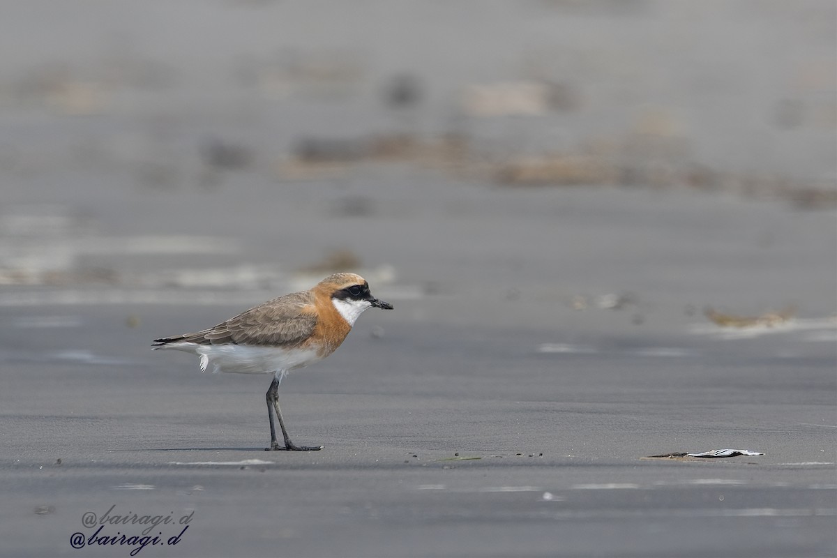 Tibet Cılıbıtı - ML645990653