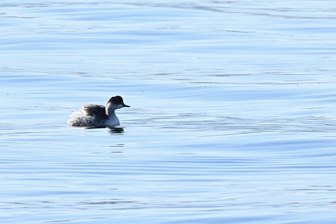 Eared Grebe - ML645990655