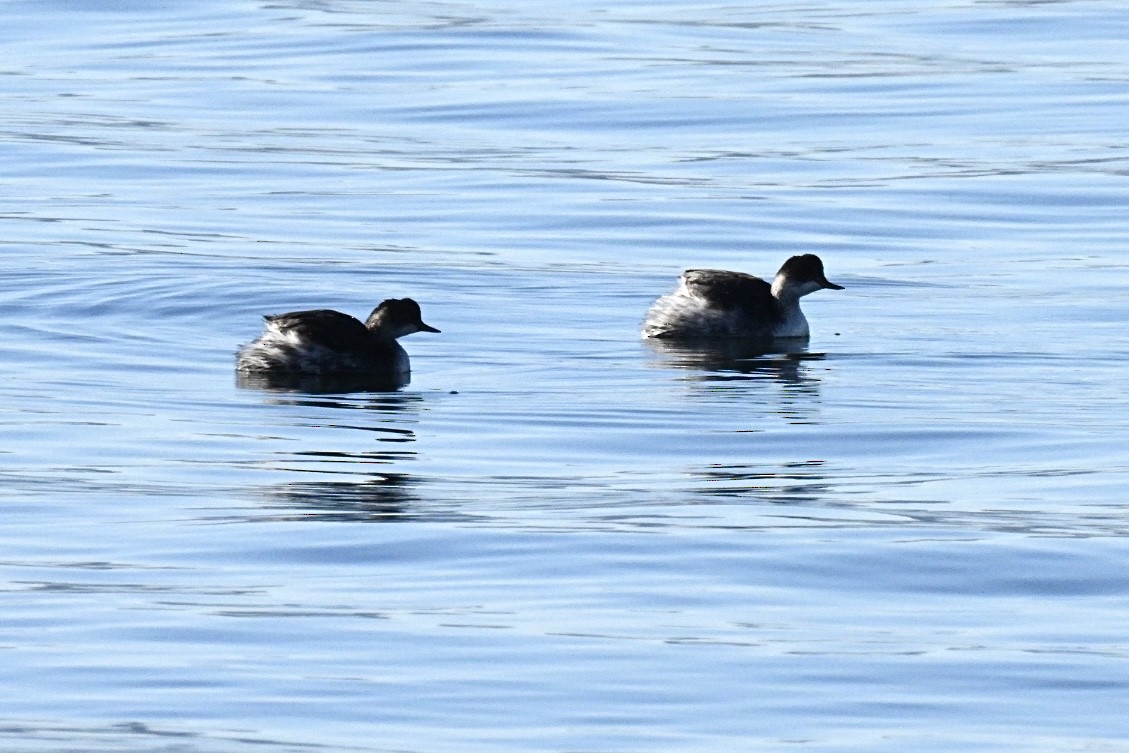 Eared Grebe - ML645990656