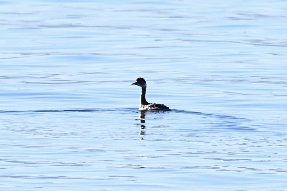 Eared Grebe - ML645990657