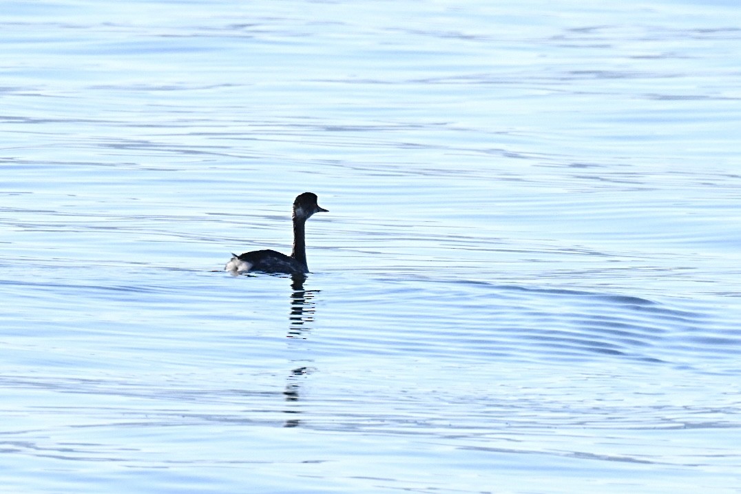 Eared Grebe - ML645990658