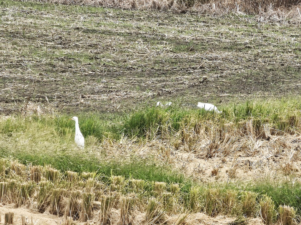 黃頭鷺 - ML645990660