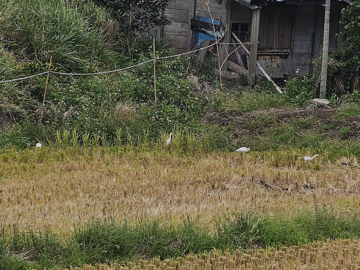 黃頭鷺 - ML645990661