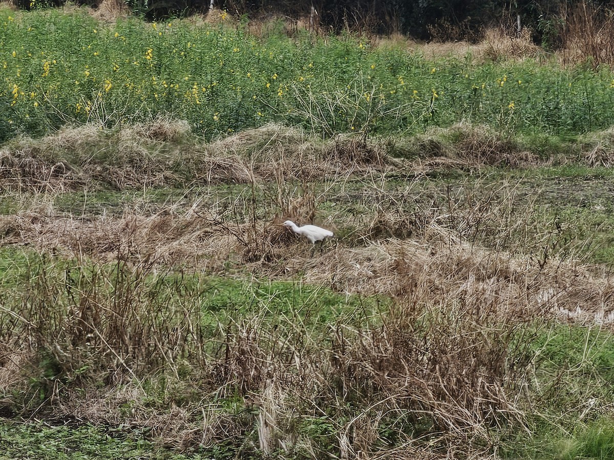 黃頭鷺 - ML645990662