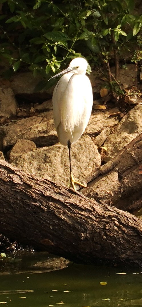 Little Egret - ML645990663