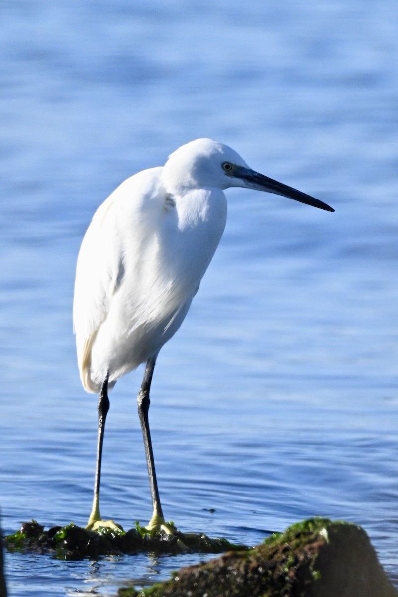 小白鷺 - ML645990669