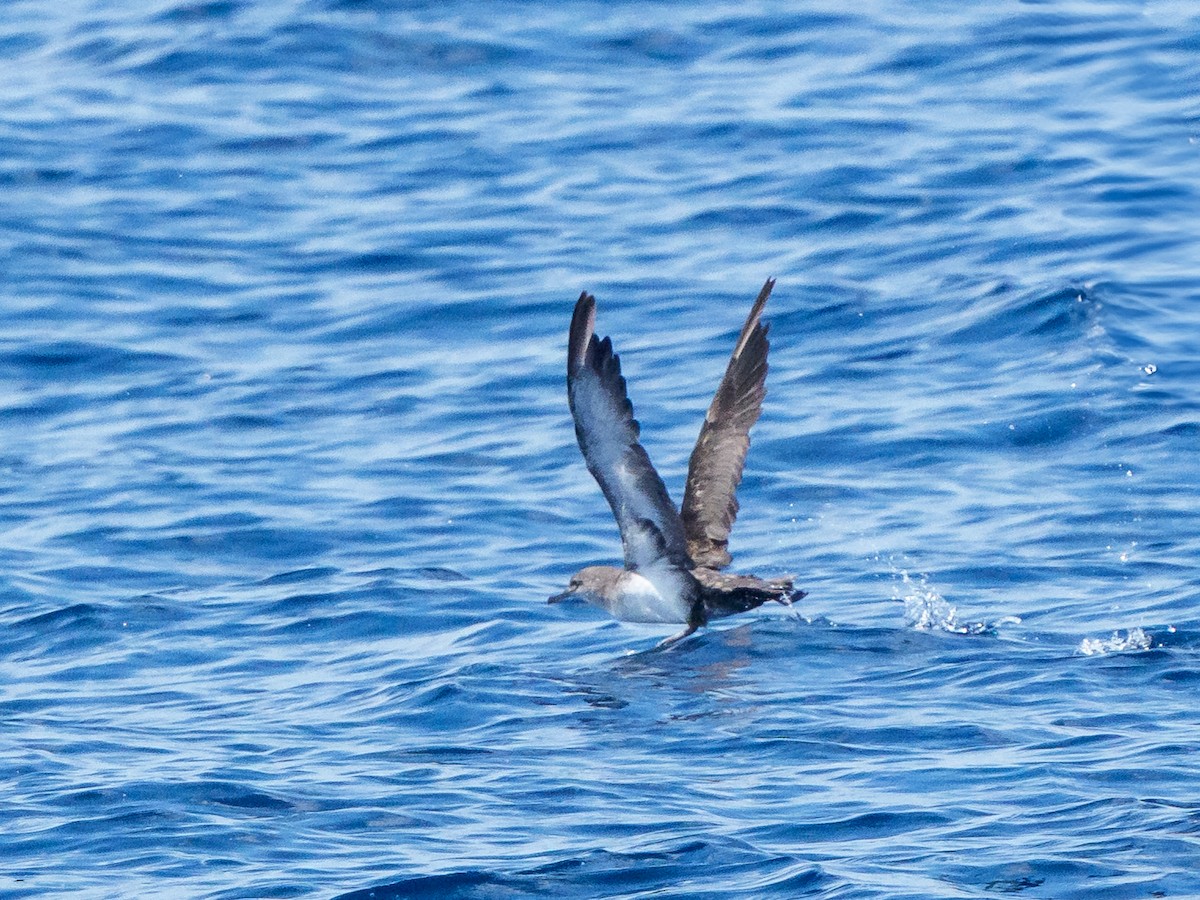 Black-vented Shearwater - ML645990671