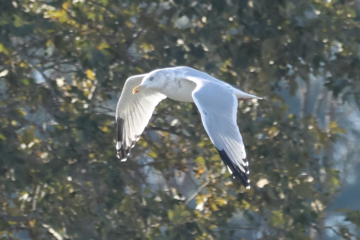 American Herring Gull - ML645990674