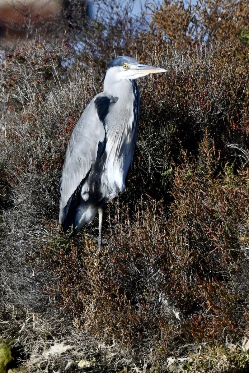 蒼鷺 - ML645990675