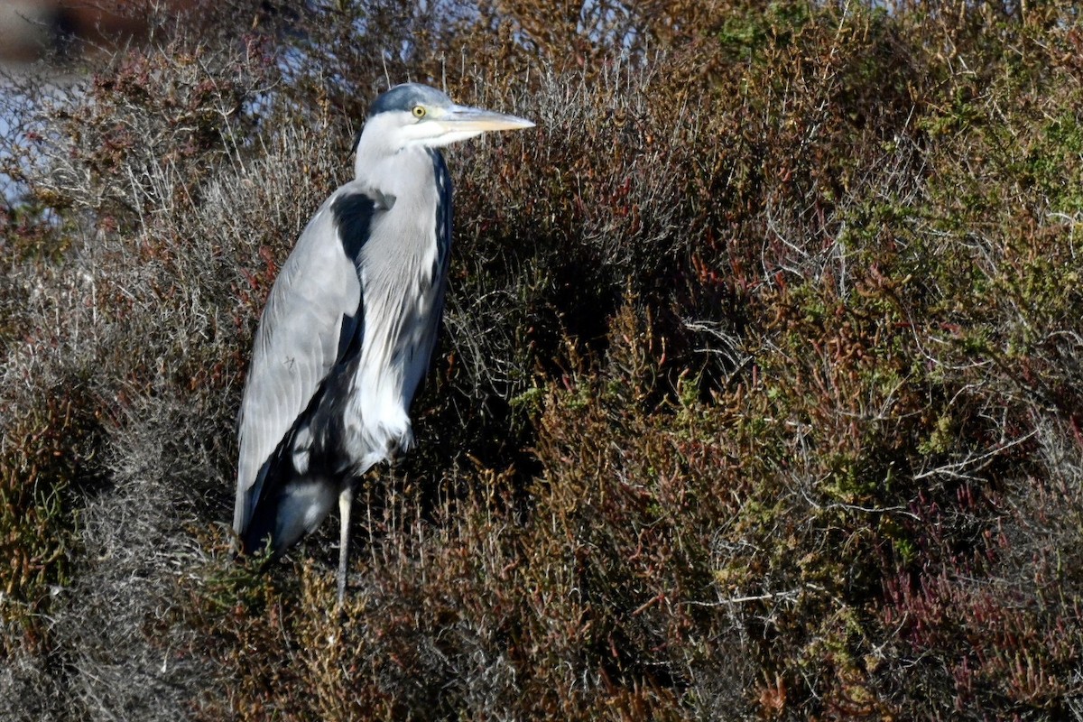 蒼鷺 - ML645990676