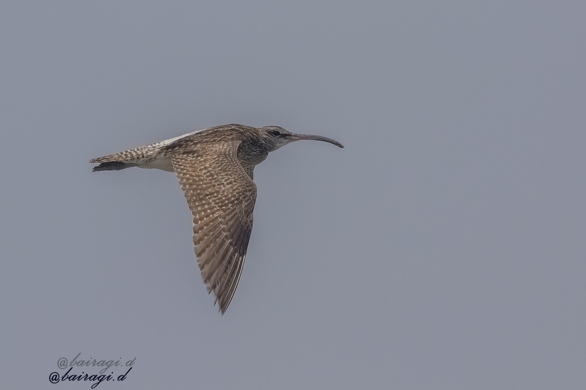 中杓鷸 - ML645990677