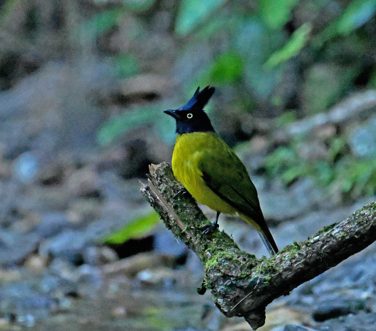 Black-crested Bulbul - ML645990678