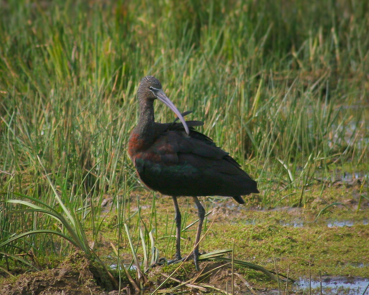 彩䴉 - ML645990679