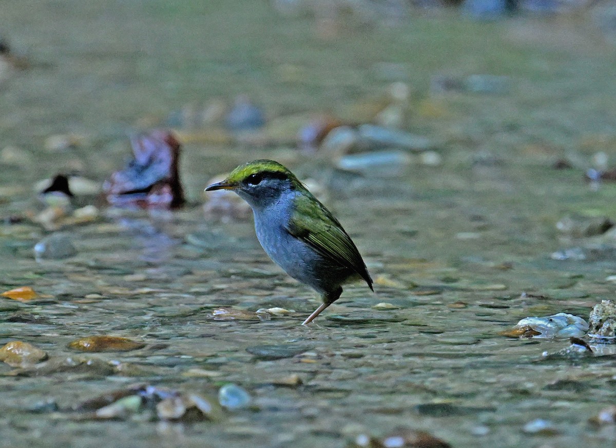 Gray-bellied Tesia - ML645990680